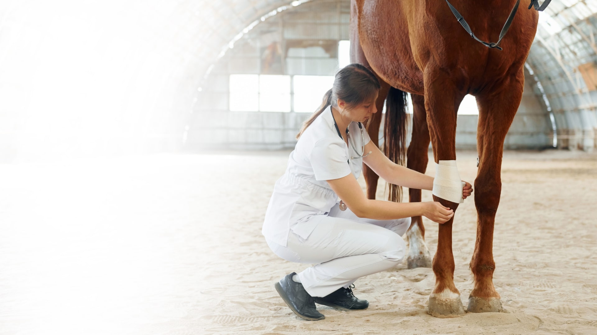 Animal Healthcare Image